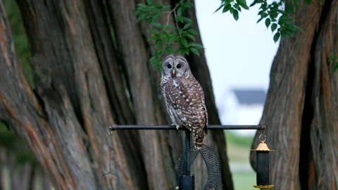 Owl perched in a backyard. 스톡 동영상 293180799