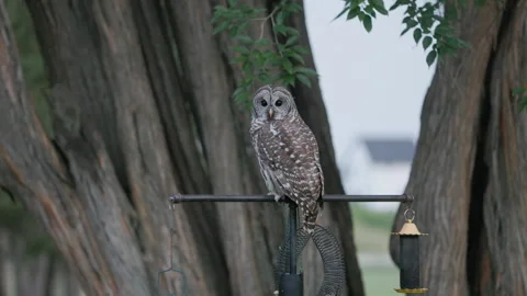 Owl perched in a backyard. Stock-Footage 293180800