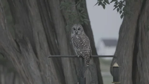 Owl perched in a backyard. Stock-Footage 293180801