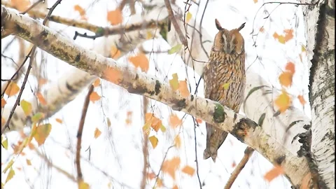Owl perched on branch during rainfall Stock Footage 317723327