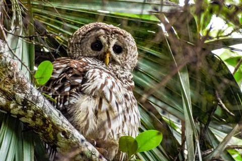 Owl perched high in a tree Stock Photos