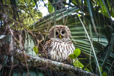 Owl perched high in a tree Stock Photos