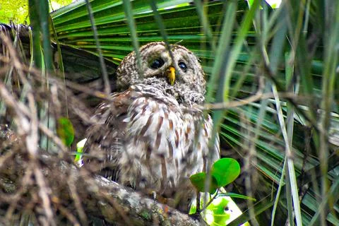 Owl perched high in a tree Stock Photos