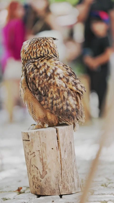 Owl perched on a log in a busy outdoor area with people walking around Stock Footage 339465344