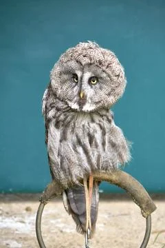 An owl perched on a perch waiting for game Stock Photos