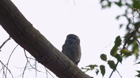 Owl perched quietly on tree branch against muted forest background, Видео 271476802