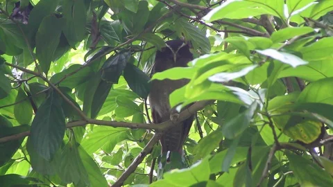 Owl perched in Rainforest Stock Footage 88392355
