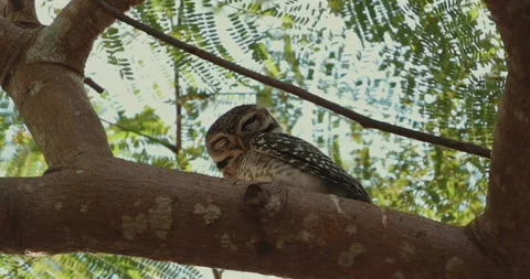 Owl perched on tree branch amidst green leaves in serene natural Видео 303820273