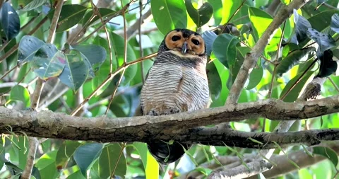 Owl perched on tree branch amidst lush green foliage, Spotted WoodOwl, Stock Footage 305933476