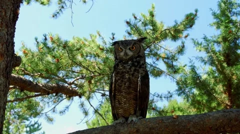 Owl Perched on Tree Branch by Blue Sky Tracking Shot Stock Footage 65765761