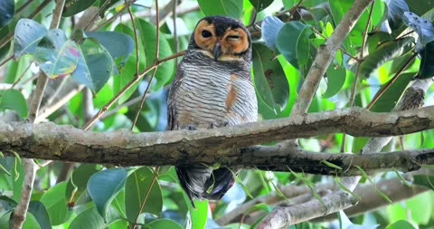 Owl perched on tree branch, lush green forest environment, Spotted Stock Footage 305928046