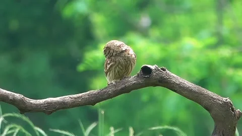 Owl perched on tree branch natural shot Stock Footage 335662006