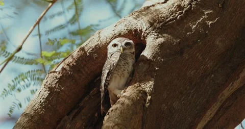 Owl perched in tree hollow surrounded by lush green foliage. Video stock 303822422
