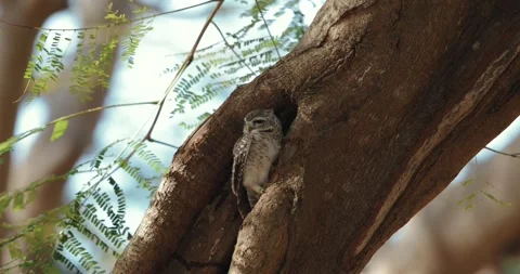 Owl perched in tree hollow, surrounded by branches and leaves, basking Video stock 303825900