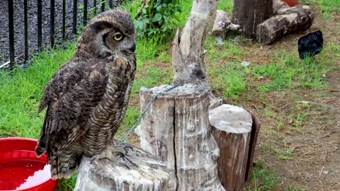 Owl perched on a tree trunk, bird with big eyes and big claws Stock Footage 165206283