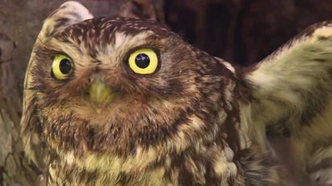 Owl Perched in Tree, Wind Stirring Its Plumage Stock Footage 313952029