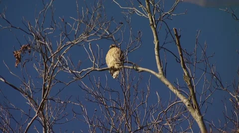 Owl perching on bare tree Stock Footage 55570274