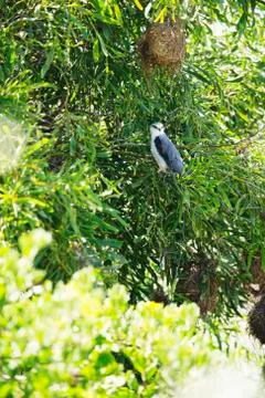 Owl perching on a tree Stock Photos