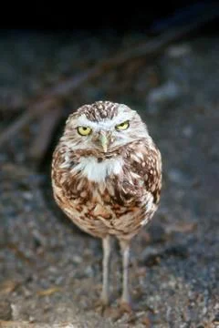 Owl Stock Photos
