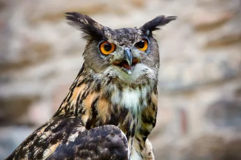 Owl Stock Photos