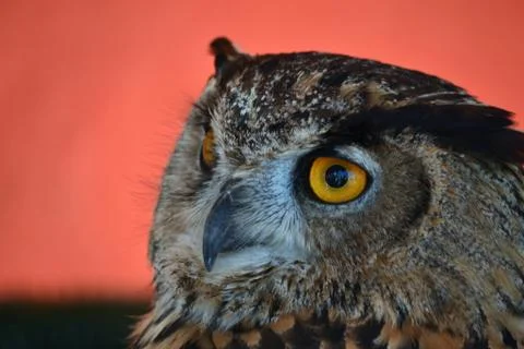 Owl Stockfoto's