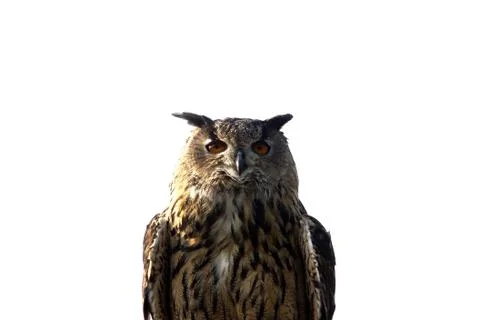 Owl Stock-Fotos