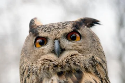 Owl Stock Photos