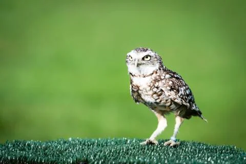 Owl Stock Photos