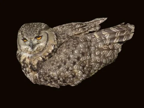 Owl Stock Photos