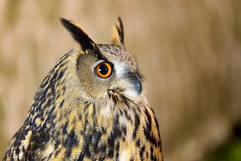 Owl Foto stock