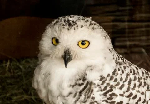 Owl Stock Photos