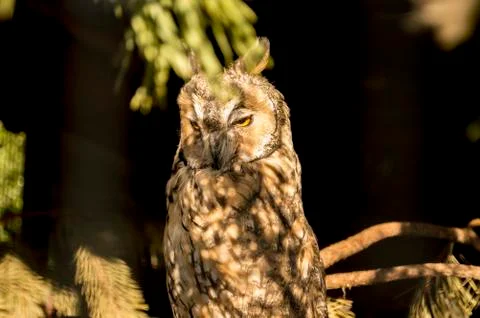 Owl Stock Photos