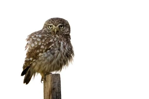 Owl Stock Photos
