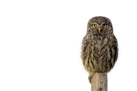 The owl Stock Photos