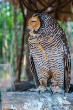 Owl Foto stock
