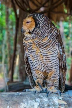 Owl Stock Photos