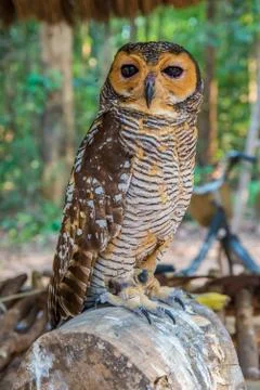 Owl Stock Photos