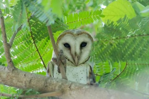 Owl Stock Photos