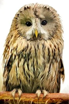 Owl Stock Photos