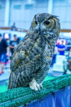 The owl 스톡 사진