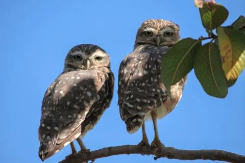 Owl Stock Photos