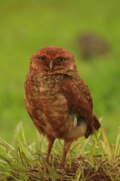 Owl Stock Photos