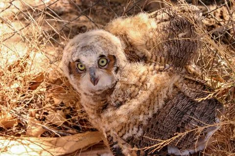 Owl Stock Photos