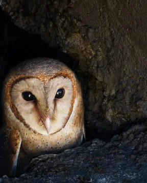 Owl Stock Photos