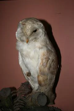 Owl Stock Photos