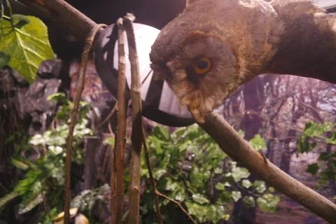Owl Foto stock