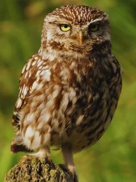 Owl Stock Photos