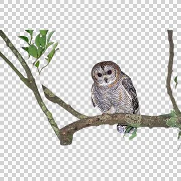 Owl Stock Photos