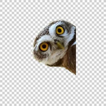 Owl Stock Photos
