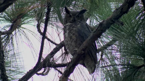 Owl in pine tree, flies away, 4K Stock Footage 59521153